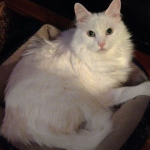 Meet your Posher, Brady